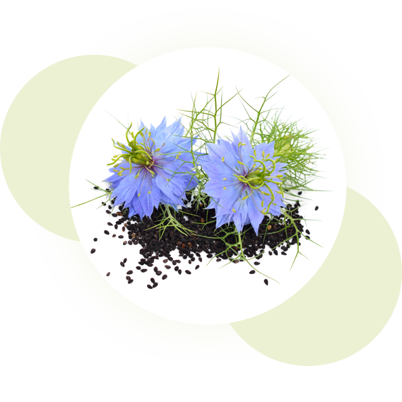 Zu den Pflanzen – NaturWiki